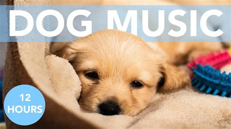 music to calm dogs youtube|soft calming music for dogs.